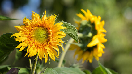 Yellow sunflowers on a blurred background in sunny weather