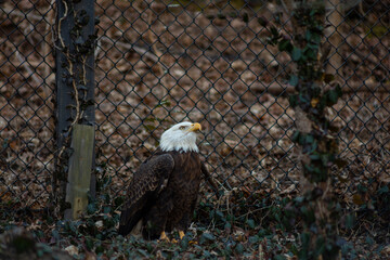 American Bald Eagle