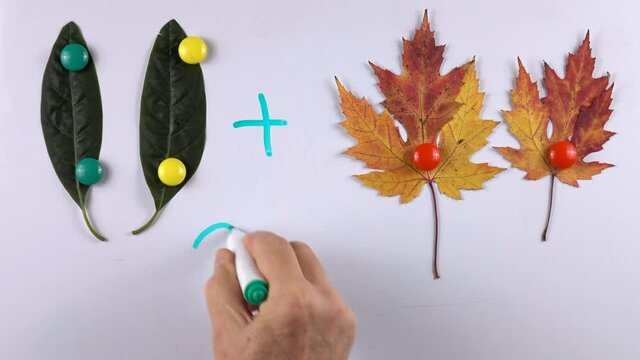 Teacher teaches kids basic of math addition with the aid of magnets, leaves of avocado and maple on the whiteboard, example of educational math children game