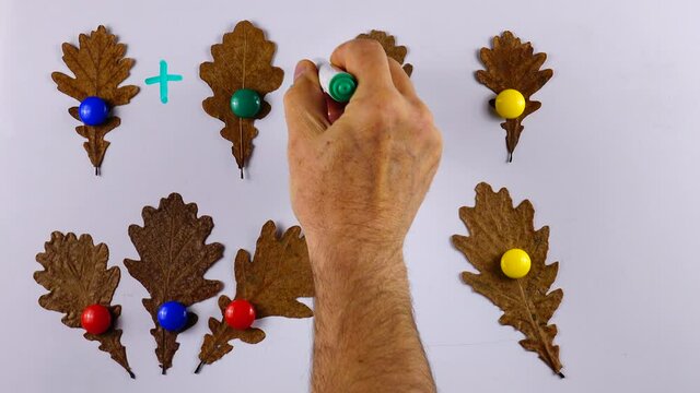 Teacher teaches kids basic of math addition with the aid of magnets and oak leaves on the whiteboard, example of educational math children game