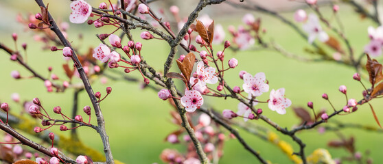 Fleurs roses sur fond vert