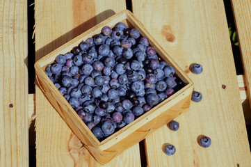 A collection of American blueberries (Vaccinium corymbosum L.). A basket filled with ripe fruit.