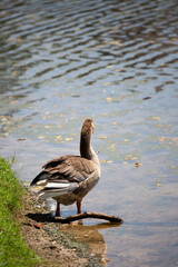 Toulouse Goose Looking out into a Lake