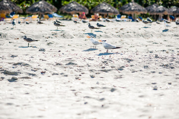 two Cuban seagulls that walk along the beach