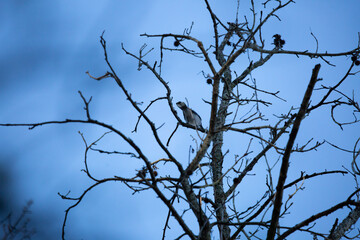 Blue Jay on a Branch