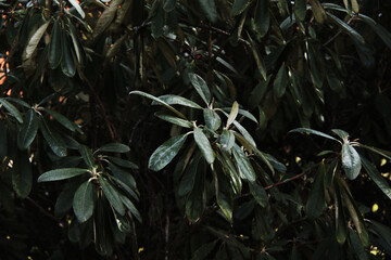 rhododendrons bush green leafs background