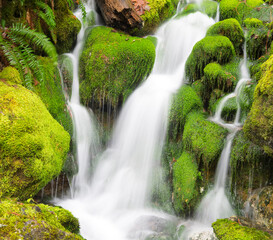 USA, Washington State. Central Cascades, water and moss.