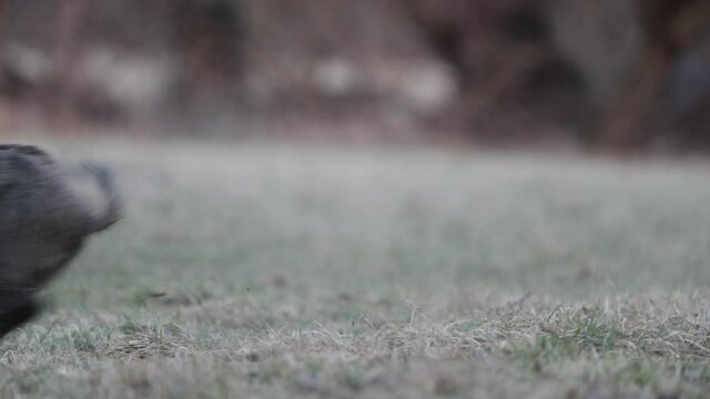 Wild boar (sus scrofa ferus) running away in forest. Wildlife in natural habitat