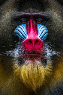 Rainbow Colors Of Male Mandrill Monkey Face