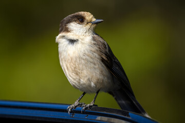 A wild Canada Jay (Perisoreus canadensis) in winter plumage landed on a car door in a popular park in British Columbia