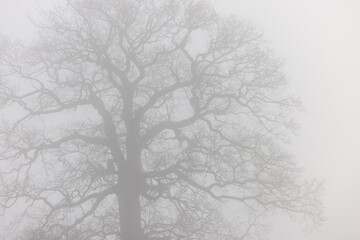 Fototapeta na wymiar Pale Silhouette of bald treetop in mist, Schleswig-Holstein, Northern Germany