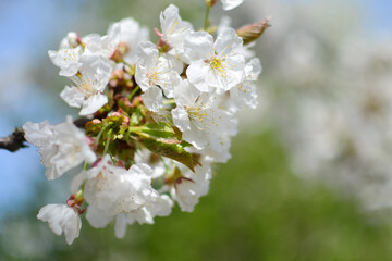 Blooming cherry tree, White flowers on a cherry tree. Spring background. 
Beautiful and cute white cherry blossoms , wallpaper background, soft focus. Spring in Lviv, Ukraine. Selective focus