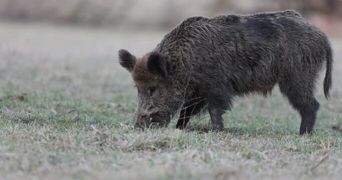 Wild boar (sus scrofa ferus) eating on meadow in the forest