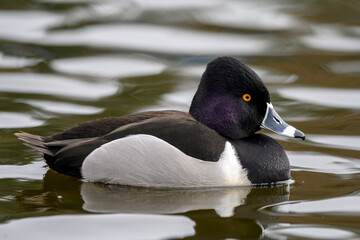 Ring-necked duck (Aythya collaris) male swimming with its reflection on a Canadian lake