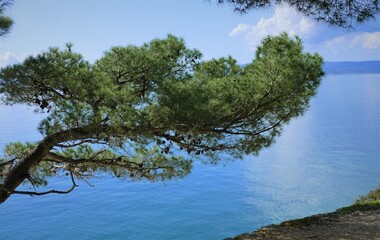 Pine tree by the sea with a beautiful blue horizon