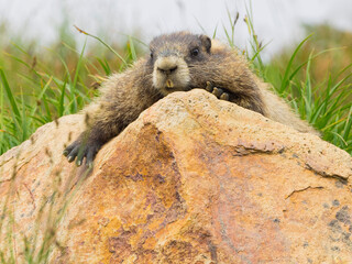 WA, Mount Rainier National Park, Hoary Marmot (Marmota caligata)