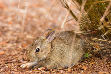 WA, Redmond, Eastern Cottontail baby rabbit (Sylvilagus Floridanus)