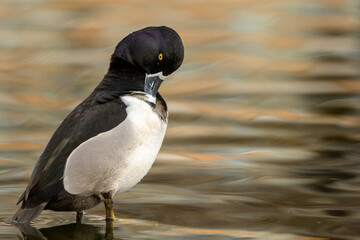 Ring-necked duck (Aythya collaris) male swimming with its reflection on a Canadian lake