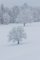 Fototapeta na wymiar trees in snow
