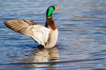 WA, Juanita Bay Wetland, Mallard duck, male (Anas Platyrhynchos)
