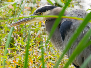 WA, Juanita Bay Wetland, Great Blue Heron (Ardea herodias)