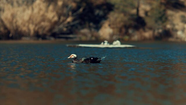 Duck swimming in dam in pera pedi