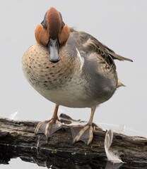 WA, Juanita Bay Wetland, Green-winged Teal (Anas crecca), male