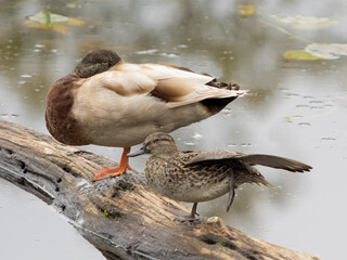 WA, Juanita Bay Wetland, Mallard Duck ( Anas Platyrhynchos), male