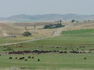 Farmlands in Idaho with a herd of cows grazing.