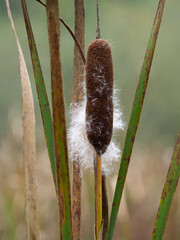 WA, Juanita Bay Wetland, Cattail