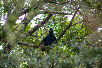 bird on a tree Azure Jay