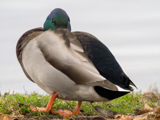 WA, Redmond, Lake Sammamish, Mallard Duck
