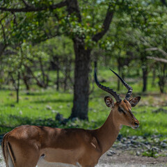 Naklejka na ściany i meble Close up from one beautiful black faced impala at the forest at the Etosha National Park