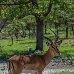 Naklejka na ściany i meble Close up from one beautiful black faced impala at the forest at the Etosha National Park