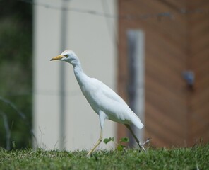White egret walking in the grass, soft background