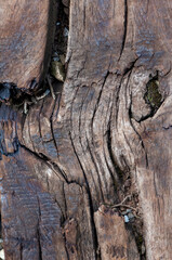 Close-up of a weathered and broken railroad wooden tie