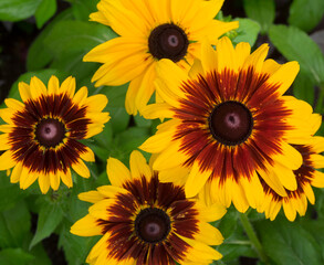 Obraz premium WA, Redmond, Gloriosa Daisy