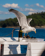 Gaviota comiendo mejillones