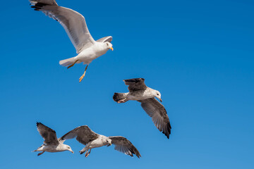 Gaviotas volando