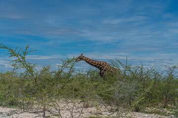 South African giraffe, Rotschild Giraffe walking at the savanna in the Etosha National Park, Namibia