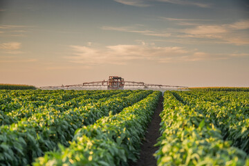 Tractor spraying pesticides on vegetable field with sprayer