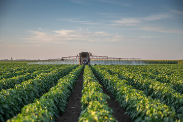 Fototapeta na wymiar Tractor spraying pesticides on vegetable field with sprayer