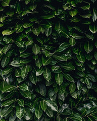 Wall of green leave