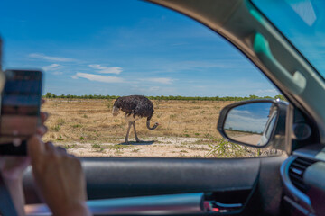 View from a car to a Ostrich in the Etosha National Park, Namibia