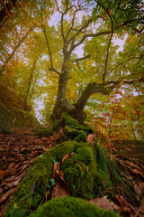 Bosque otoñal con castaños