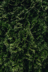 green fern background