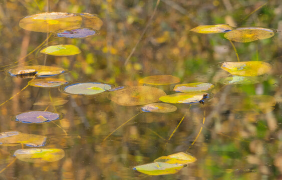 WA, Phantom Lake, Lilly Pads