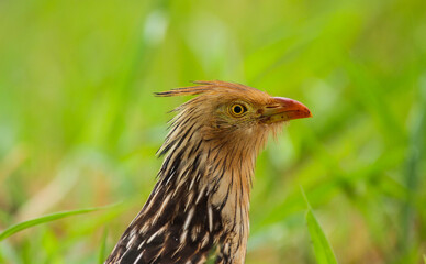 Guira Cuckoo in grass