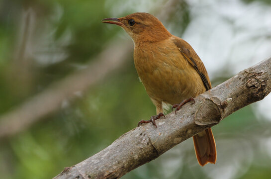 Rufous Hornero in a tree