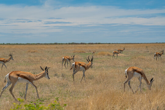 The springbok medium-sized antelope stay in the savanna at the Etosha Pan. Etosha National Park